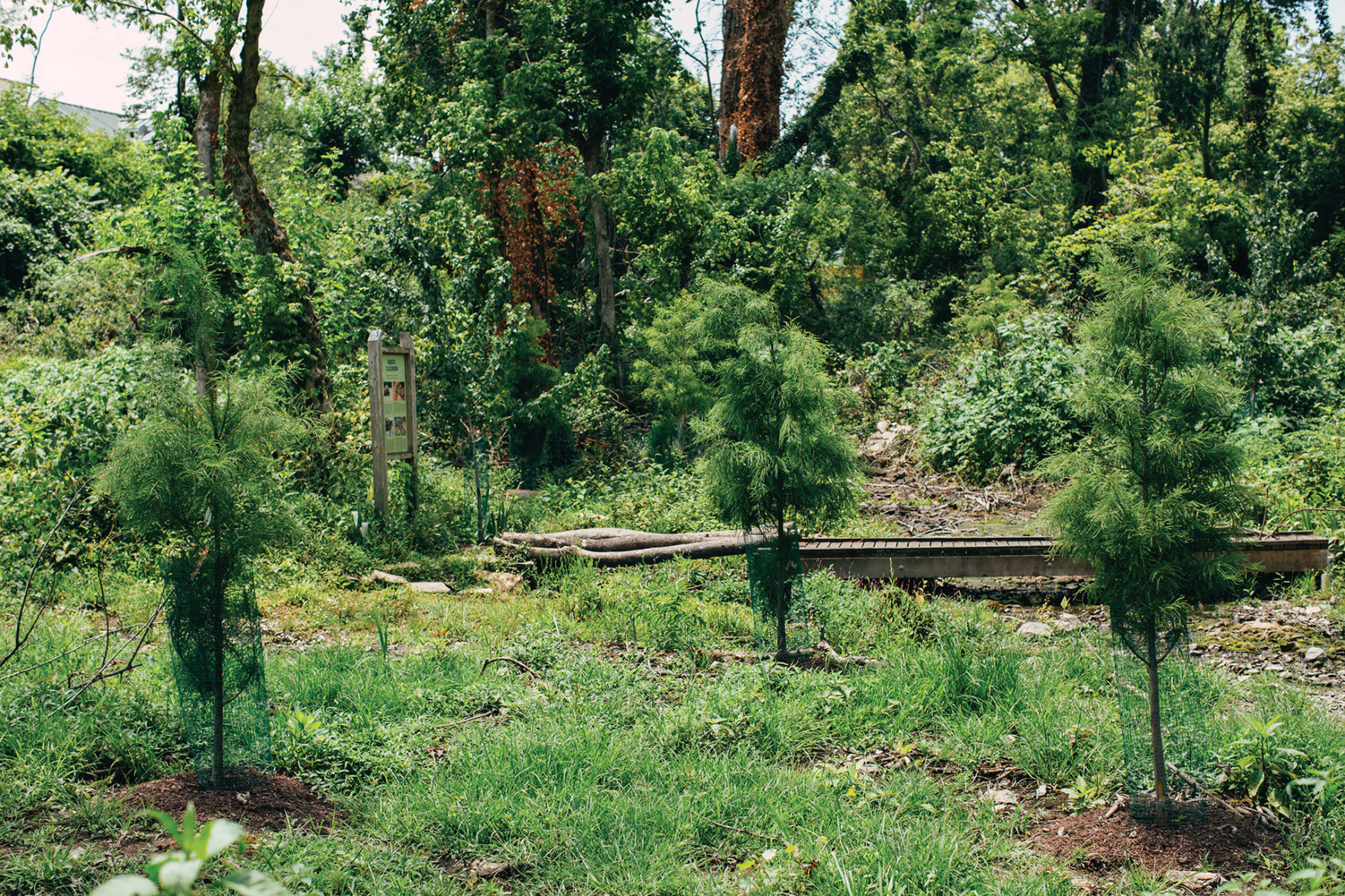 Tree Lovers Are Replacing Some of Nashville’s Lost Greenery
